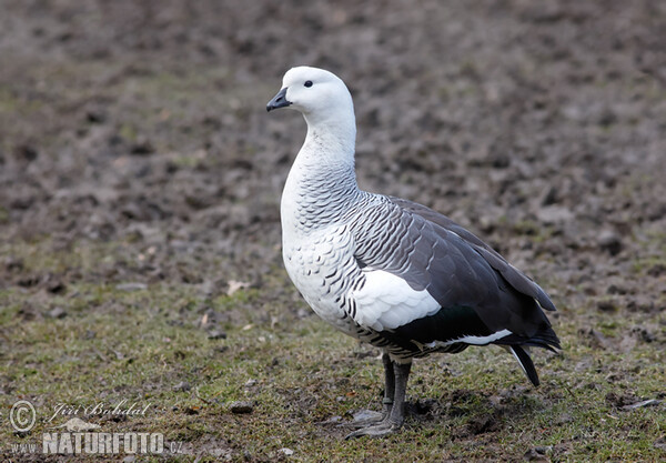 Upland Goose (Chloephaga picta)