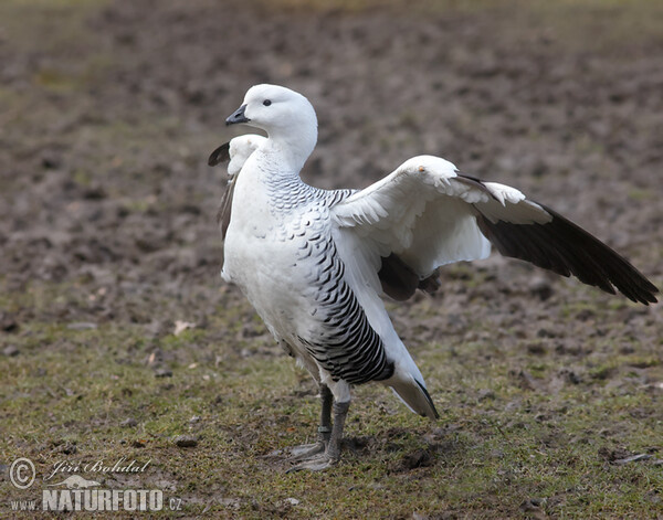 Upland Goose (Chloephaga picta)