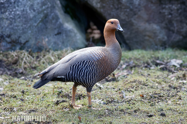 Upland Goose (Chloephaga picta)