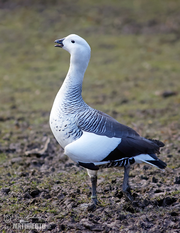 Upland Goose (Chloephaga picta)