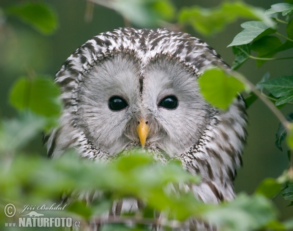 Ural (Strix uralensis)