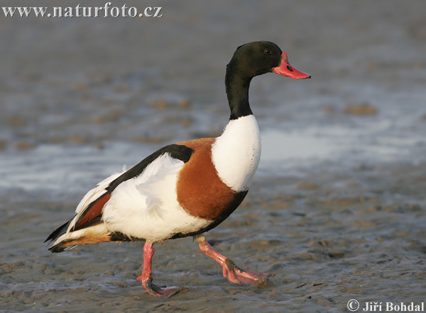 Urvinė antis