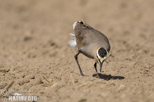 Vanellus gregarius