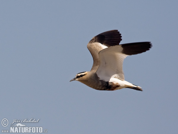 Vanellus gregarius