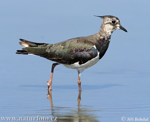 Vanellus vanellus