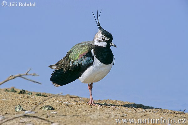 Vanellus vanellus