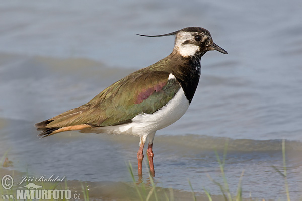 Vanellus vanellus