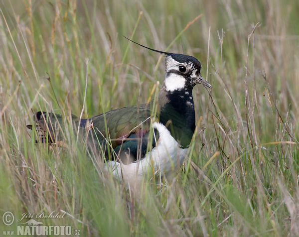 Vanellus vanellus