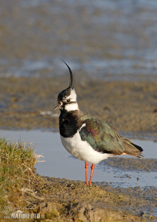 Vanellus vanellus