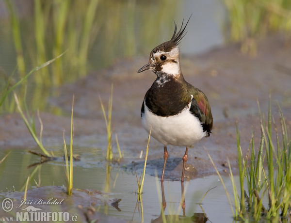 Vanellus vanellus