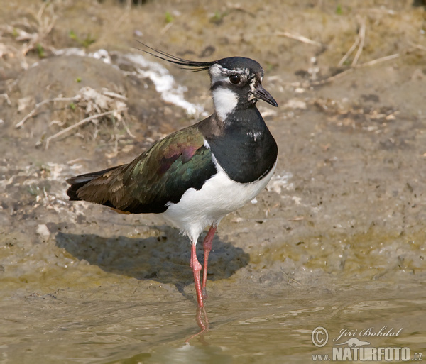 Vanellus vanellus