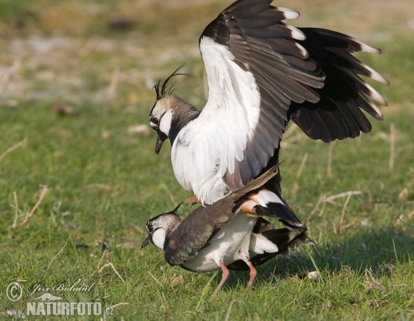 Vanellus vanellus