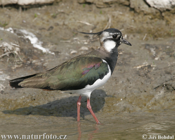 Vanellus vanellus