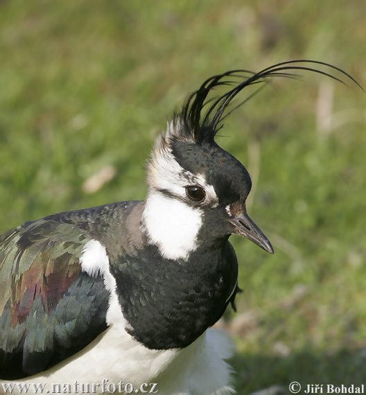 Vanellus vanellus