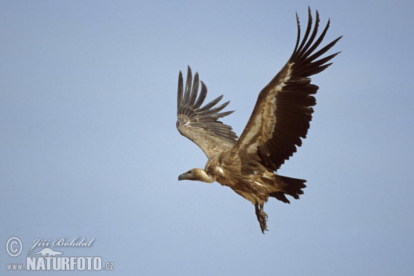 Vautour fauve