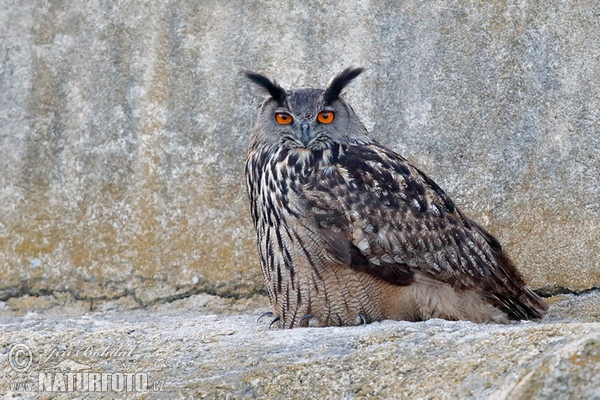 Velika uharica