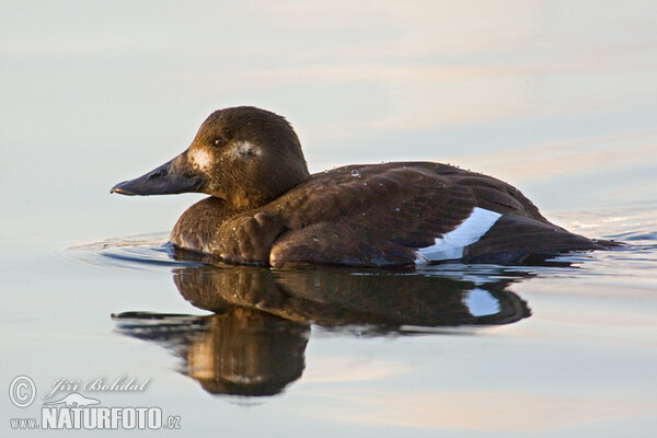 Velvet Scoter (Melanitta fusca)