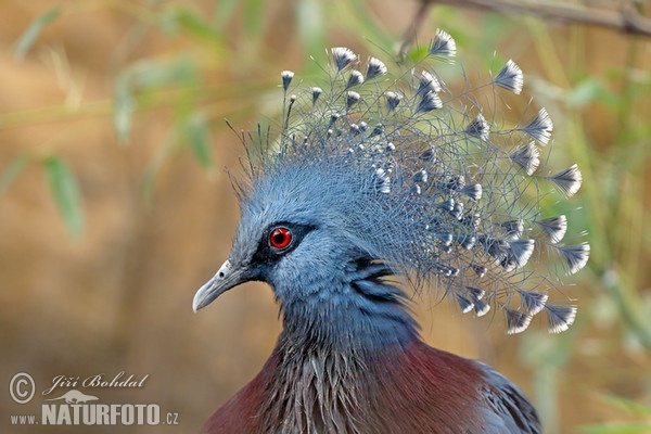 Victoria Crowned Pigeon (Goura victoria)