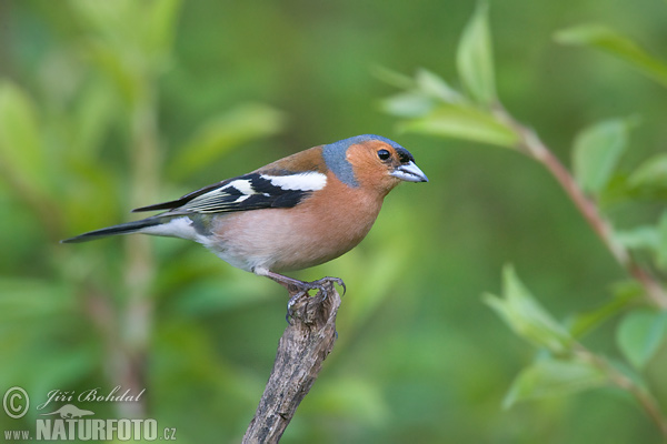 Vink vogel