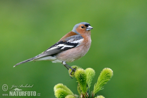 Vink vogel