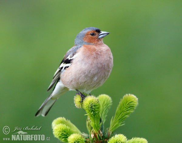 Vink vogel