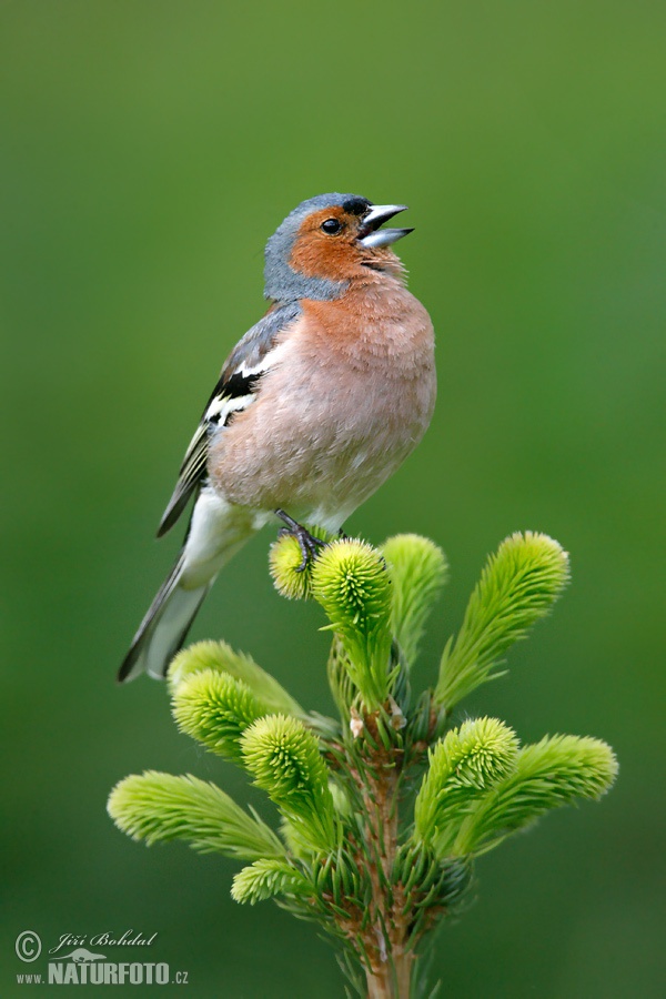 Vink vogel