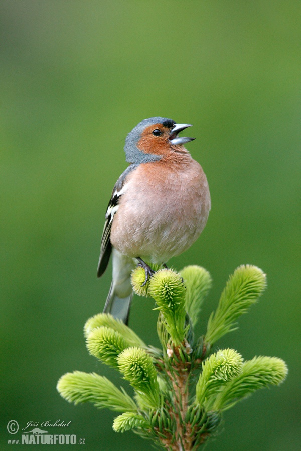 Vink vogel