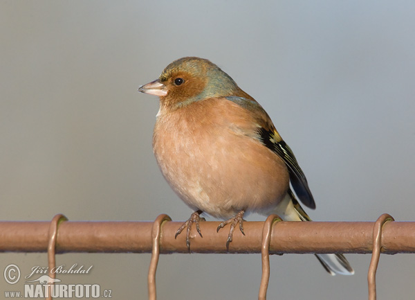 Vink vogel