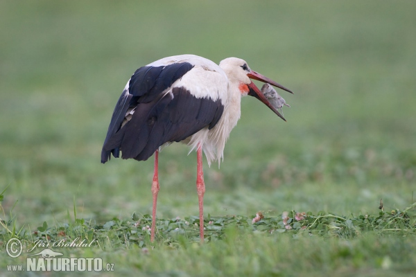 Vit stork