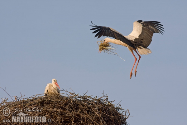 Vit stork