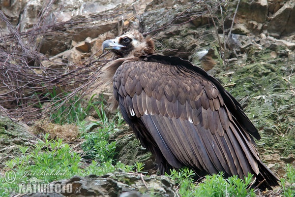 Voltor negre