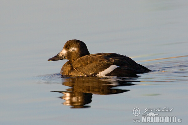 Vịt Scoter nhung