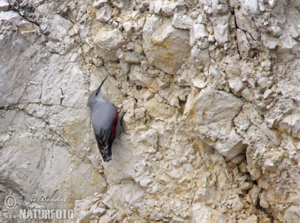 Wallcreeper (Tichodroma muraria)