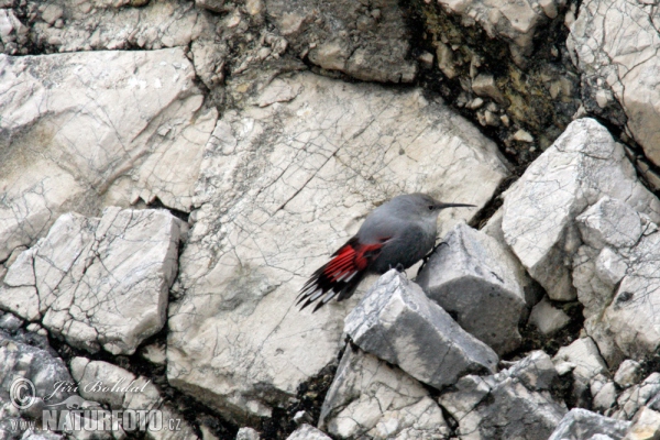 Wallcreeper (Tichodroma muraria)