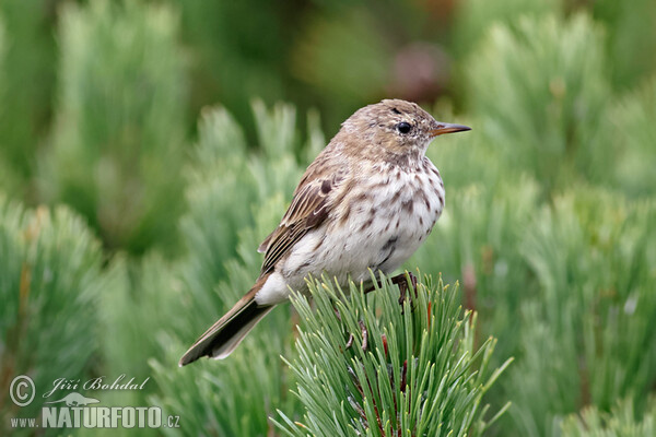 Water Pipit (Anthus spinoletta)