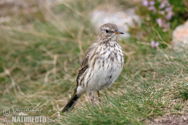 Water Pipit (Anthus spinoletta)