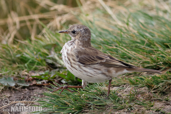 Water Pipit (Anthus spinoletta)