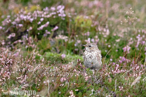 Water Pipit (Anthus spinoletta)