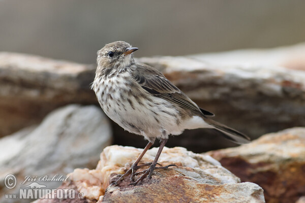 Water Pipit (Anthus spinoletta)