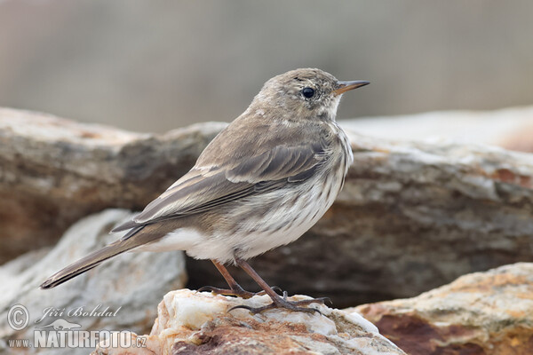 Water Pipit (Anthus spinoletta)