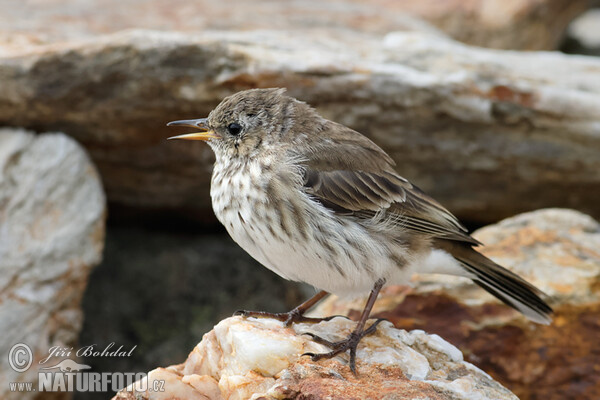 Water Pipit (Anthus spinoletta)