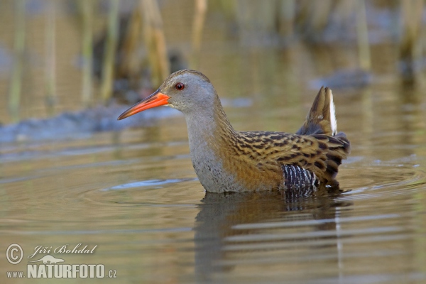 Water Rail (Rallus aquaticus)