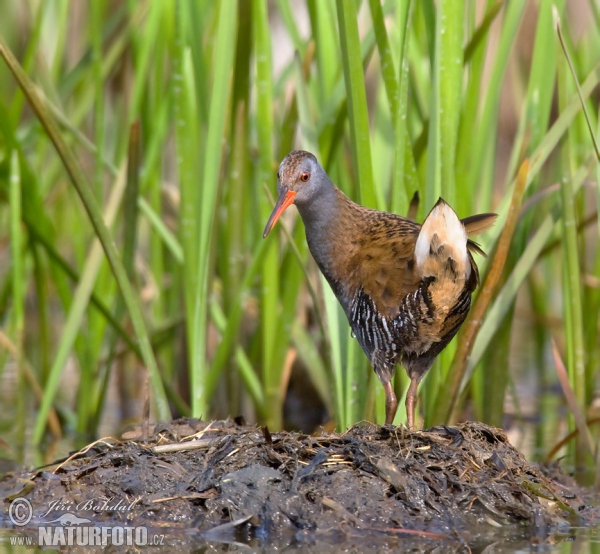 Water Rail (Rallus aquaticus)