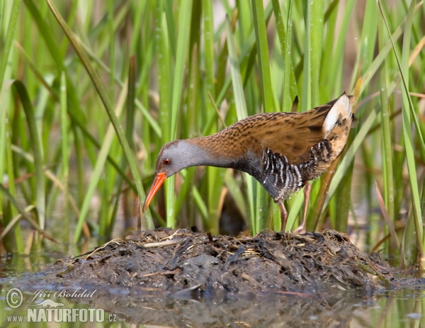 Water Rail (Rallus aquaticus)