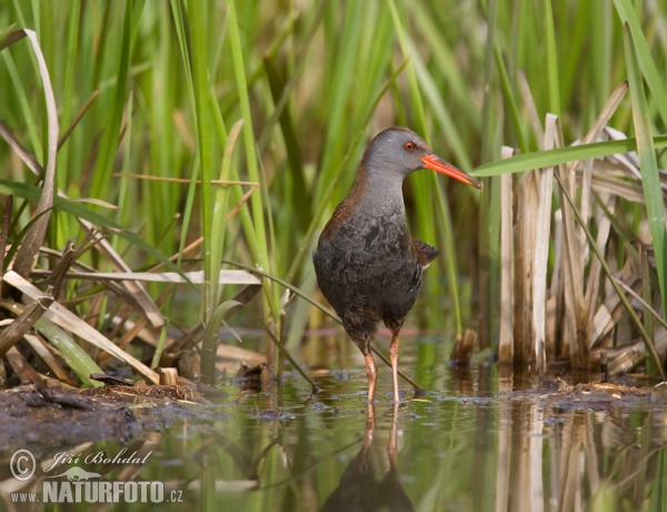 Water Rail (Rallus aquaticus)