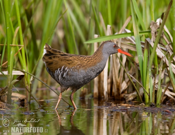 Water Rail (Rallus aquaticus)