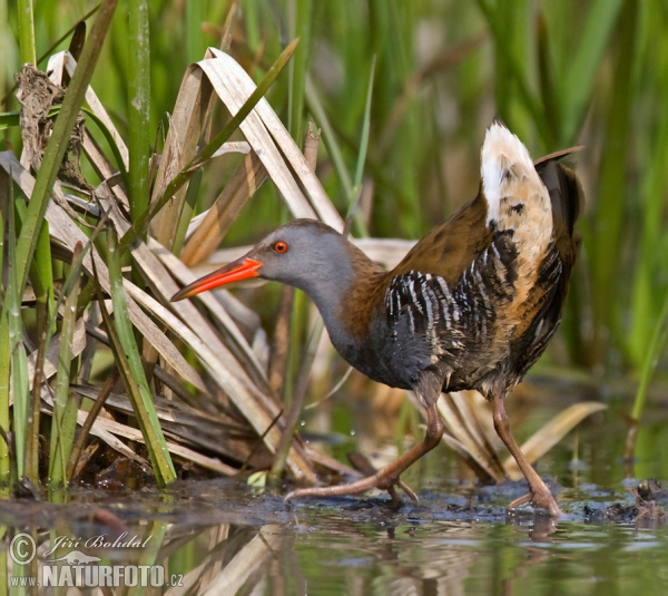 Water Rail (Rallus aquaticus)