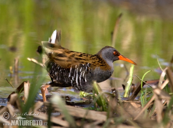 Water Rail (Rallus aquaticus)