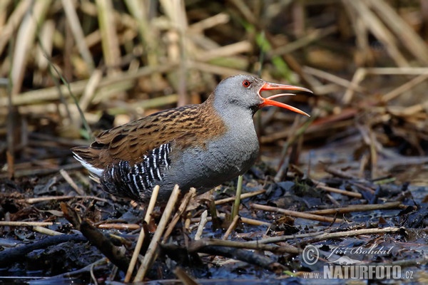 Water Rail (Rallus aquaticus)