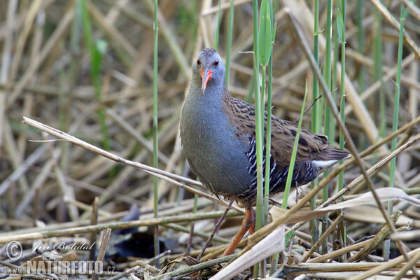 Water Rail (Rallus aquaticus)